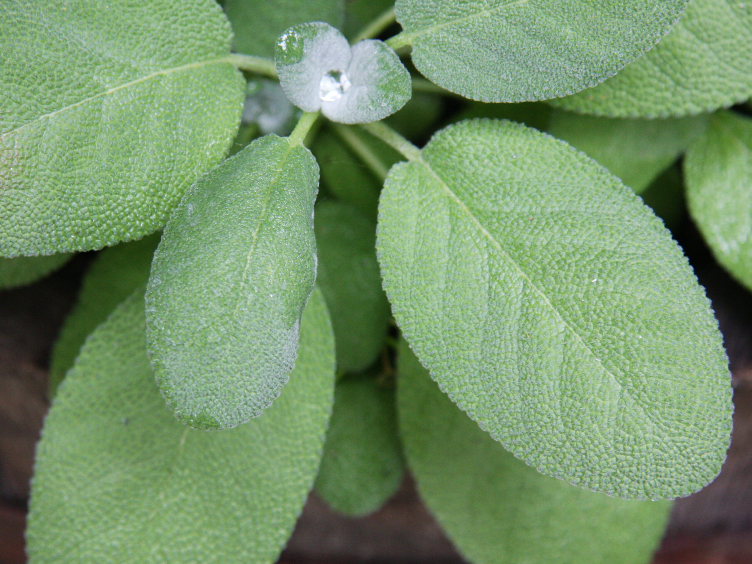 Growing sage plant leaves