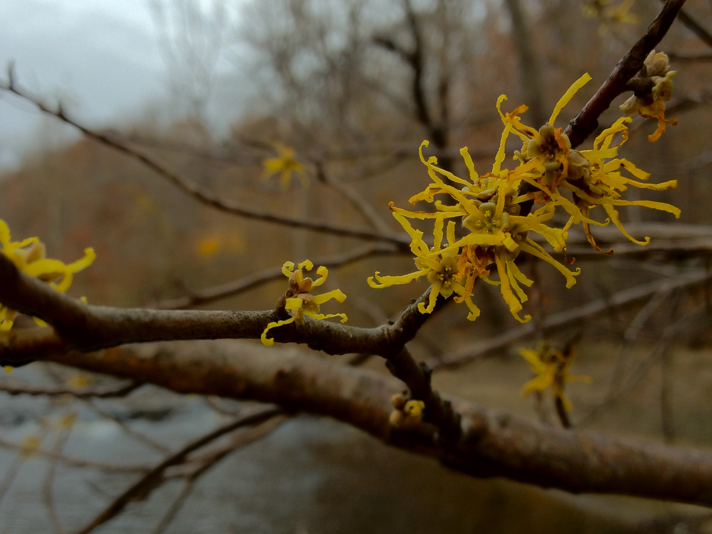 Witch hazel plant